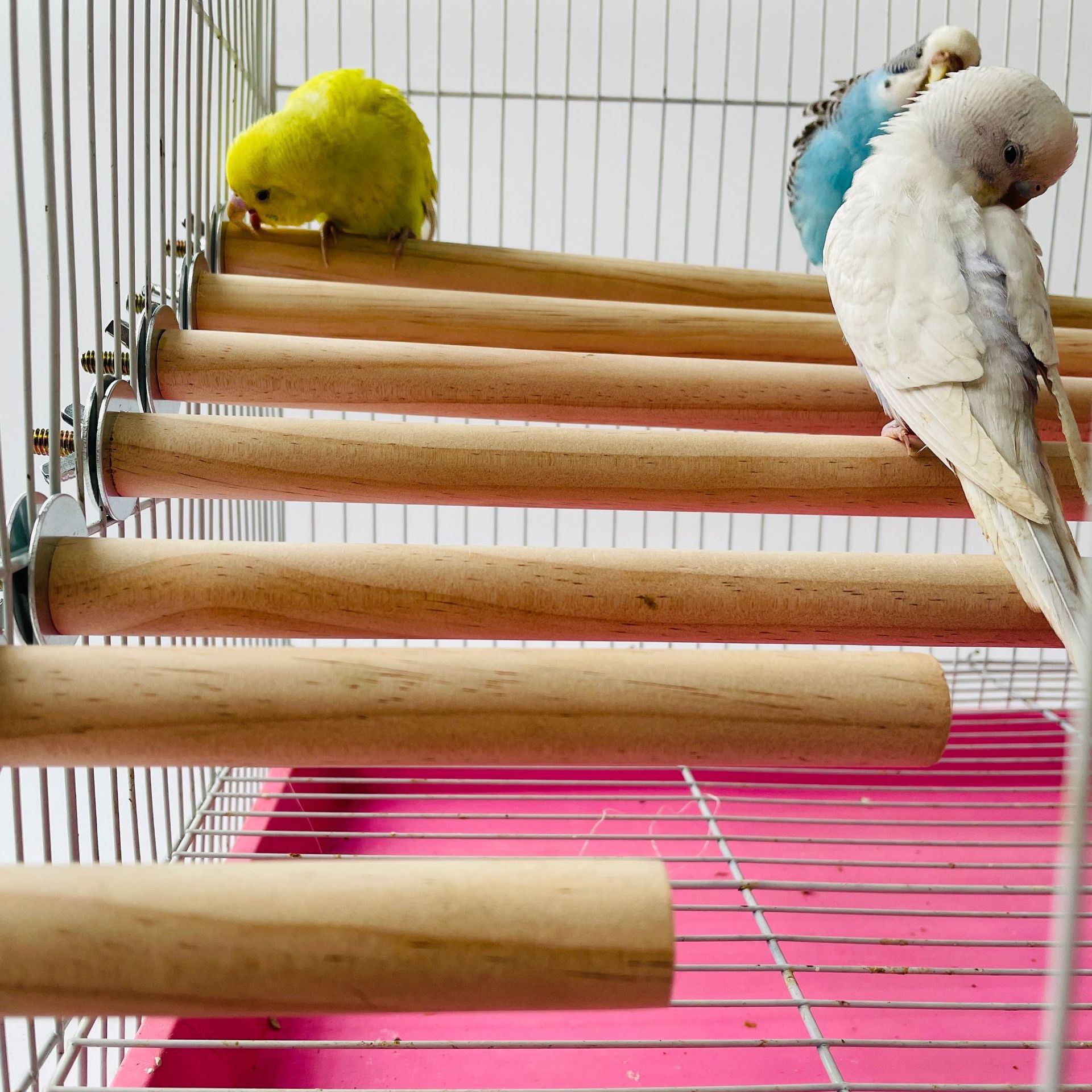 Pet X Supplies & Tack - Burung Beo Hewan Peliharaan Mentah Berdiri
